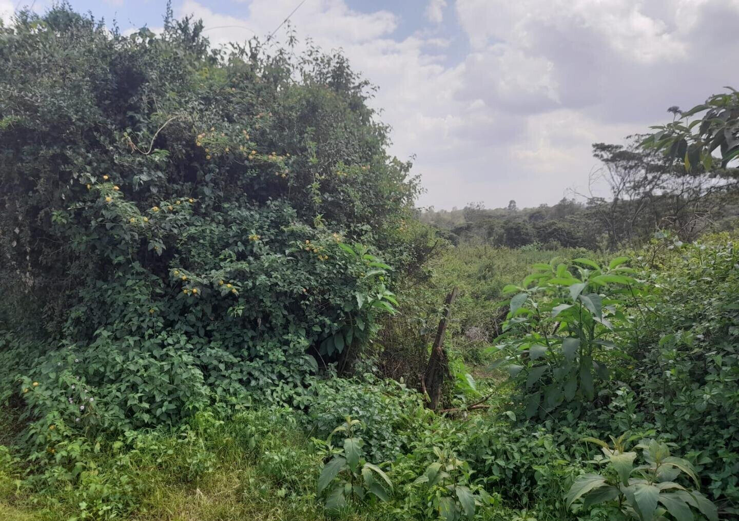 5-Acre Karen Plot at KSh 60M