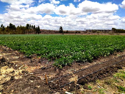 20- Acre Farm for Sale in Kisaju - Image 1