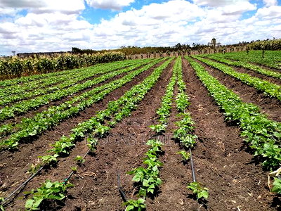 20- Acre Farm for Sale in Kisaju - Image 5