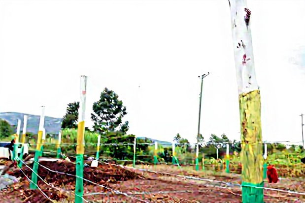 Affordable 50x100 Plots for Sale - Mbomboini Estate