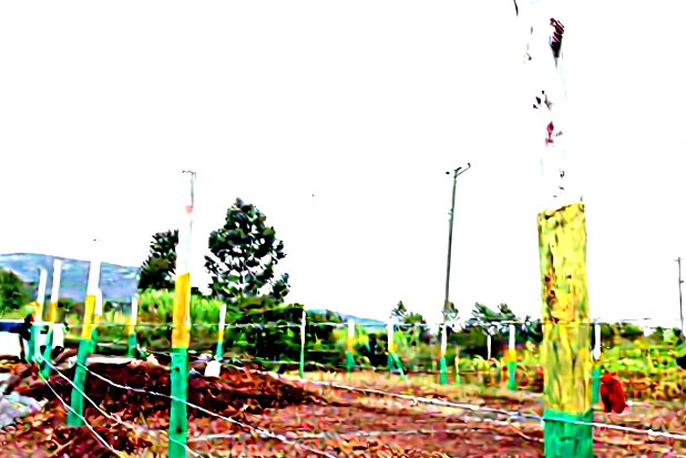 Affordable 50x100 Plots for Sale - Mbomboini Estate