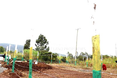 Affordable 50x100 Plots for Sale - Mbomboini Estate - Image 1