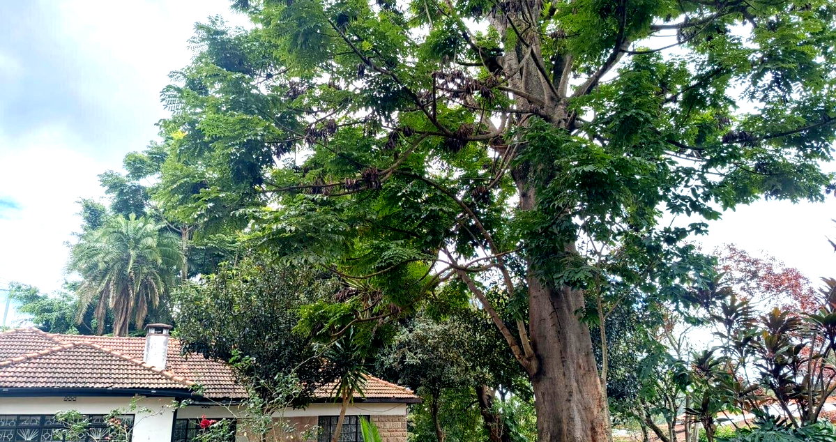 6BR Haven with Garden at KSh 650K