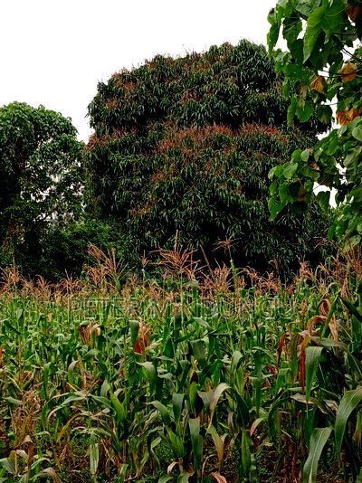 Prime Land on Sale 1/4 Acre Ruaka - Image 5