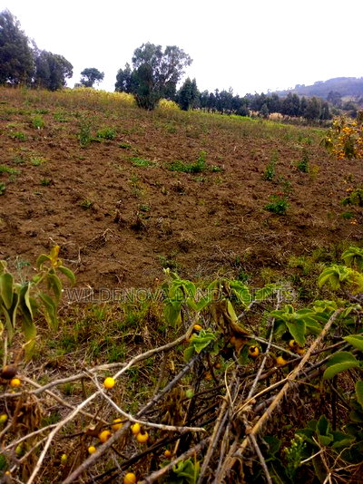 1/2 Acre on Sale at Kenton Naivasha - Image 9