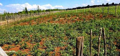 Plots for Sale in Kimumu Marura After Bridge in Eldoret - Image 3