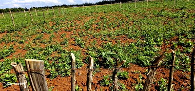 Plots for Sale in Kimumu Marura After Bridge in Eldoret - Image 5