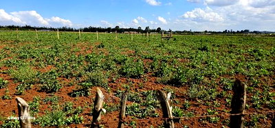 Plots for Sale in Kimumu Marura After Bridge in Eldoret - Image 2