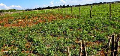 Plots for Sale in Kimumu Marura After Bridge in Eldoret - Image 4
