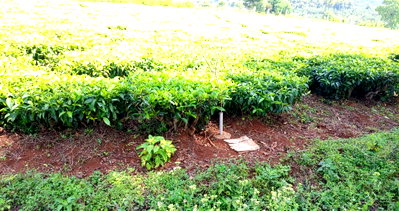 Garden Plot with Parking for KSh 20M