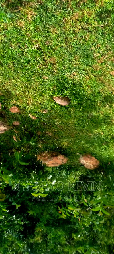 Gem Apuoche Uchiwe Area - Image 2