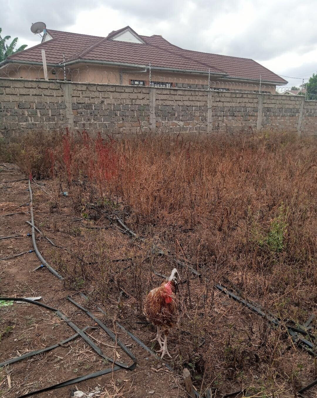 1/8 Acre Garden Plot with Parking