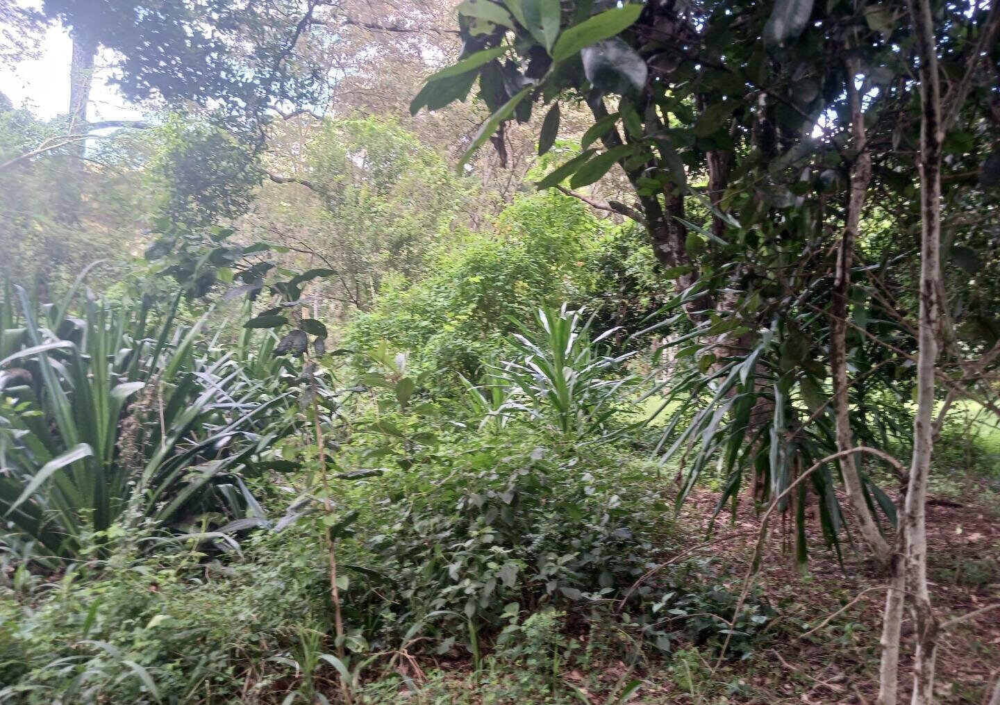 Pet Friendly 1-Acre Plot at KSh 150M
