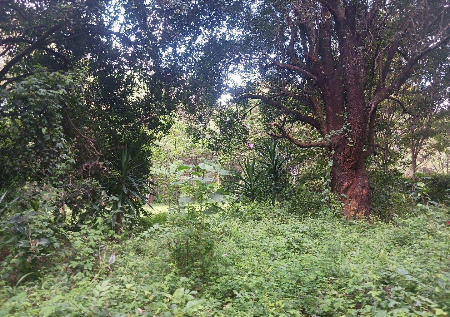 Pet Friendly 1-Acre Plot at KSh 150M