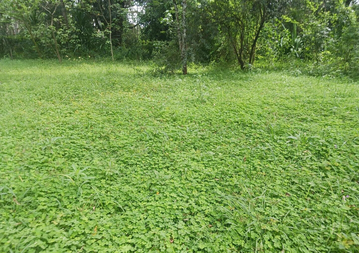 Pet Friendly 1-Acre Plot at KSh 150M