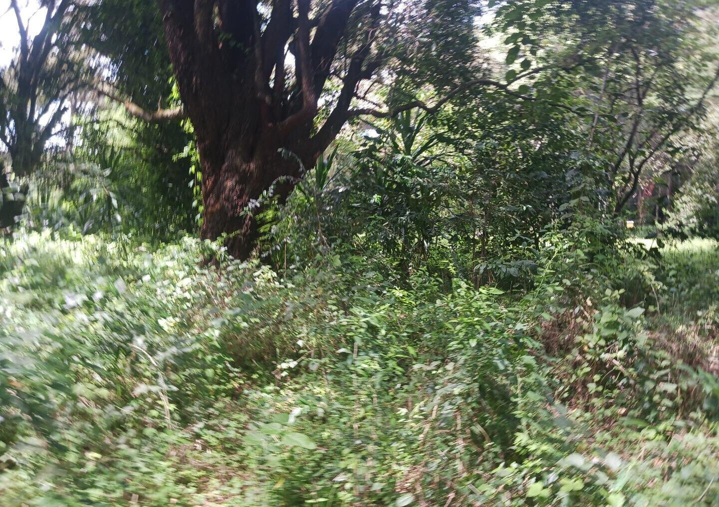 Pet Friendly 1-Acre Plot at KSh 150M