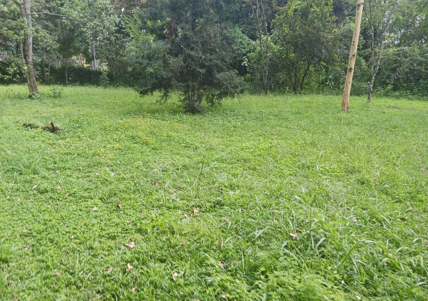 Pet Friendly 1-Acre Plot at KSh 150M