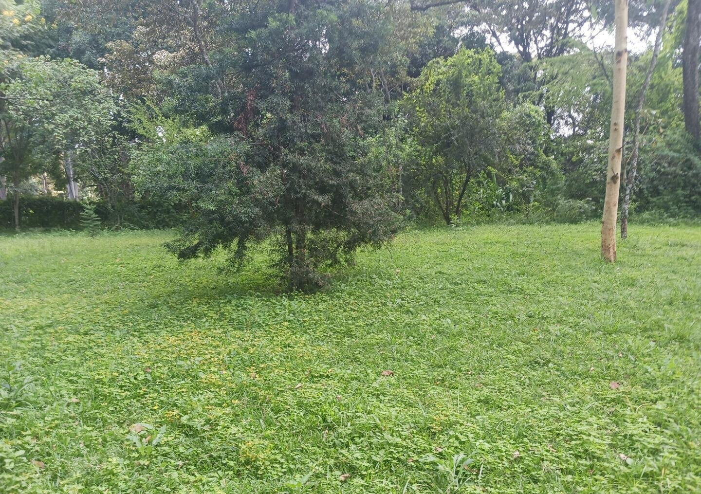 Pet Friendly 1-Acre Plot at KSh 150M