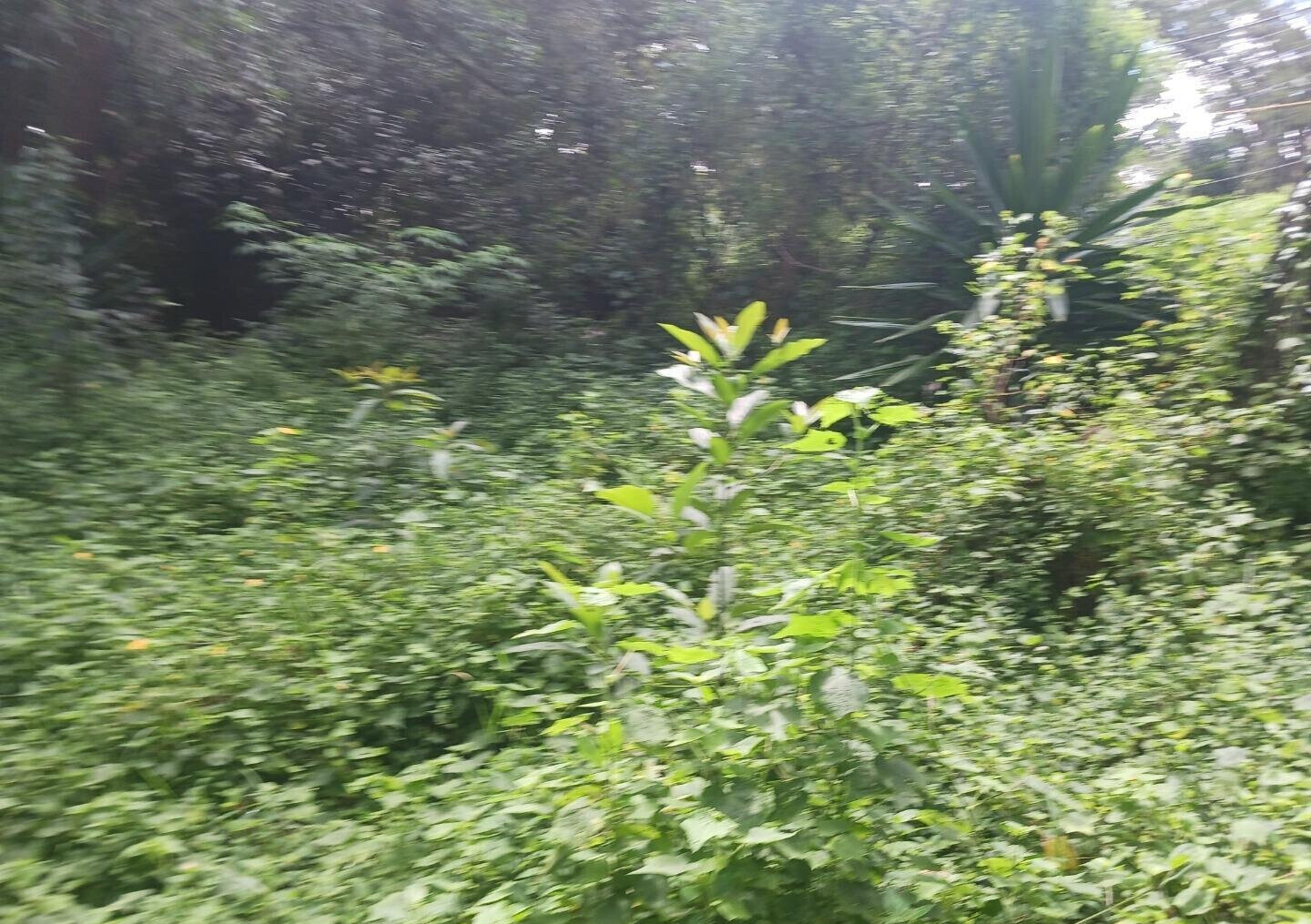Pet Friendly 1-Acre Plot at KSh 150M