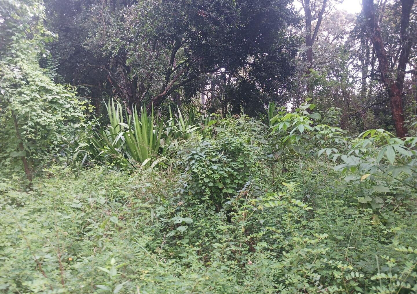 Pet Friendly 1-Acre Plot at KSh 150M