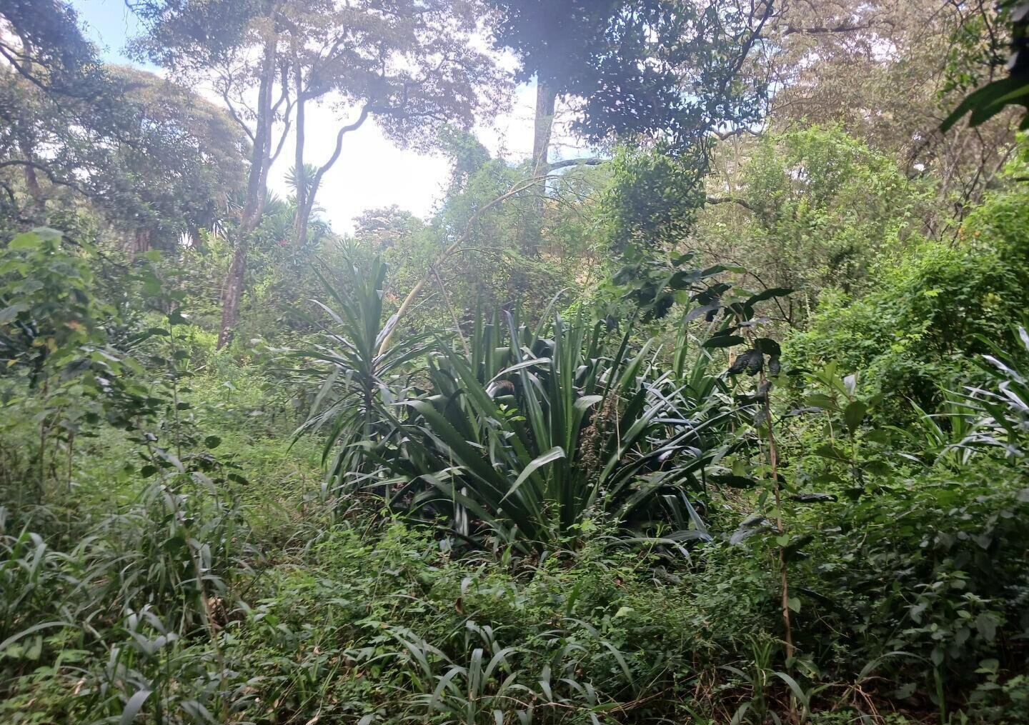 Pet Friendly 1-Acre Plot at KSh 150M