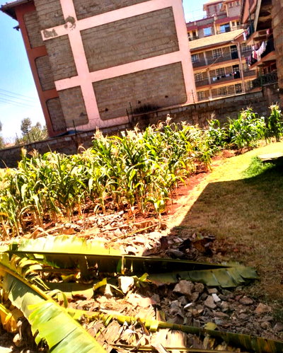 Half Acre Garden Plot in Nairobi
