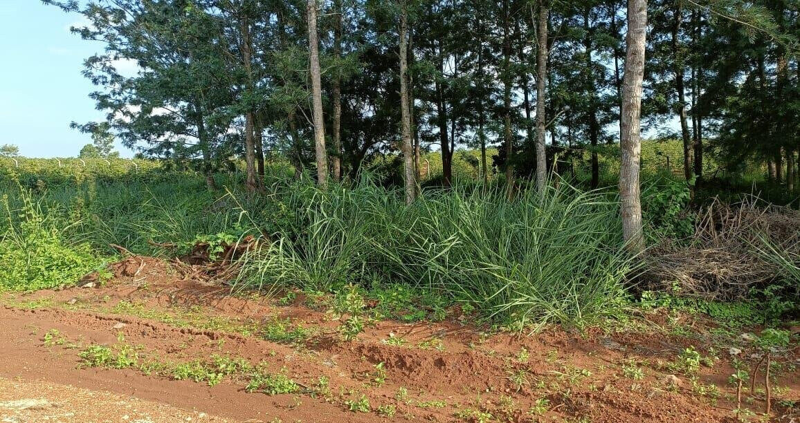 KSh 2M Serviced Plot in Thika