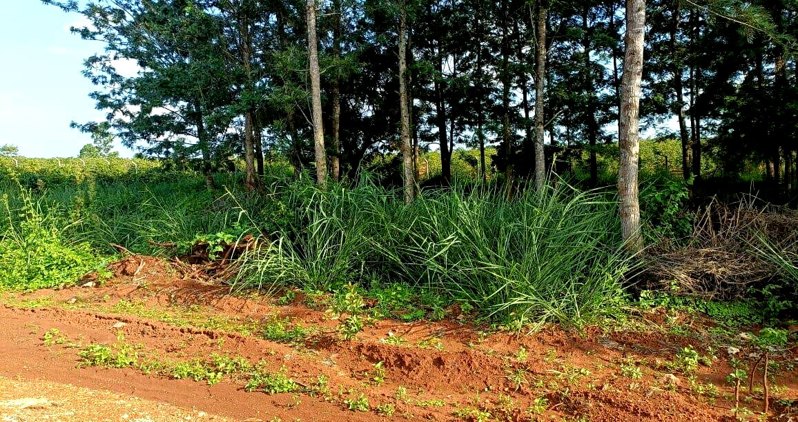KSh 2M Serviced Plot in Thika