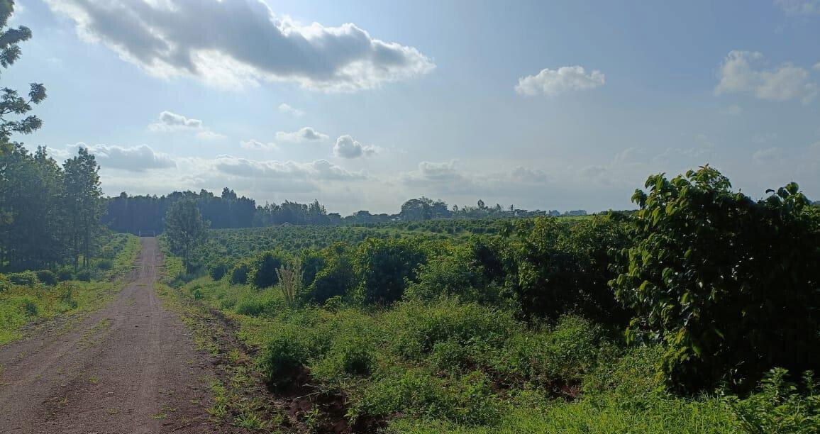 KSh 2M Serviced Plot in Thika
