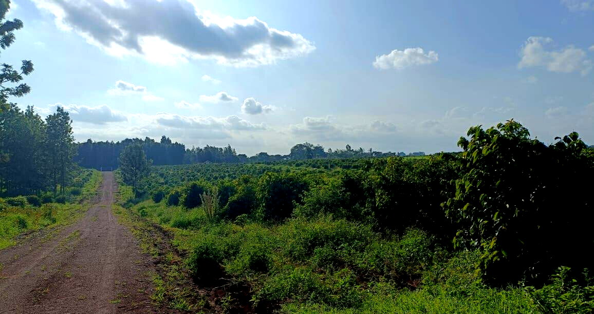 KSh 2M Serviced Plot in Thika