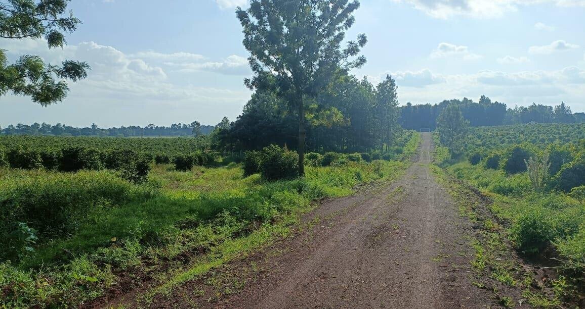 KSh 2M Serviced Plot in Thika