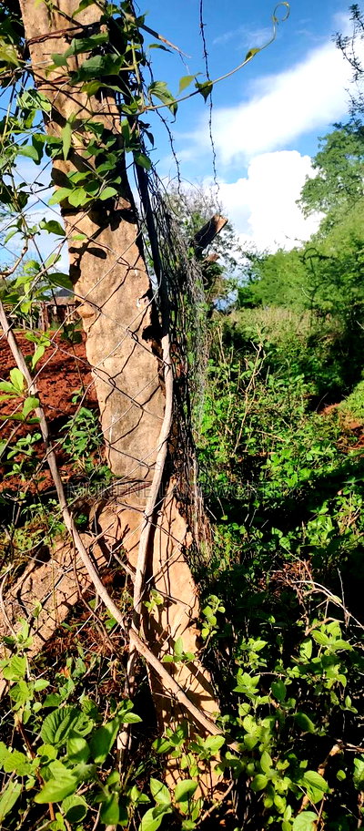 Embu County,Mutuobare Agri/Commercial Land Near the Tarmac - Image 7