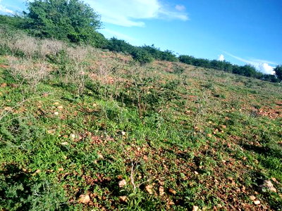 Embu County,Mutuobare Agri/Commercial Land Near the Tarmac - Image 13