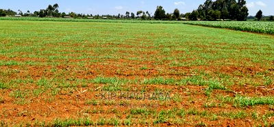25 Acres Arable Land for Sale in Sergoit Moiben in Rldoret - Image 3