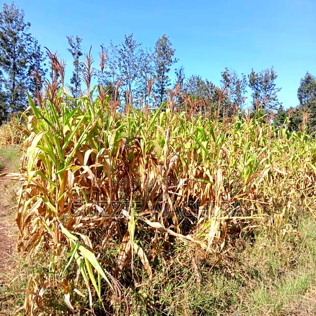 Commercial Half Acre Land at Kenol for Sale