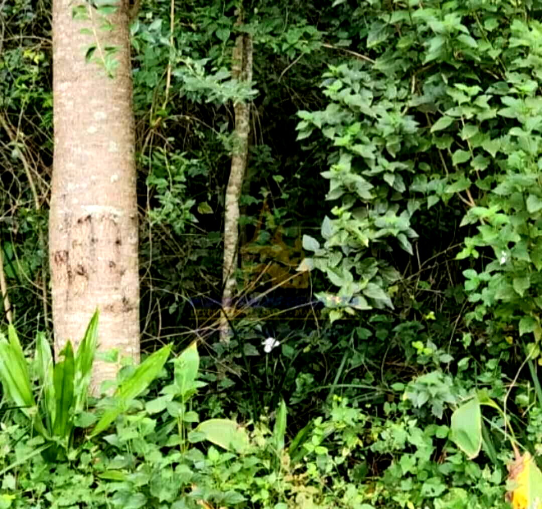 Half Acre in Karen at KSh 45M