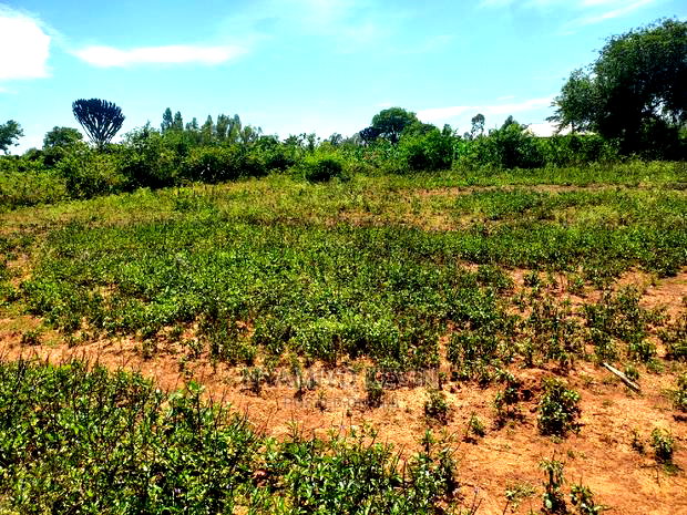 Plot for Sale Near Bondo TTI