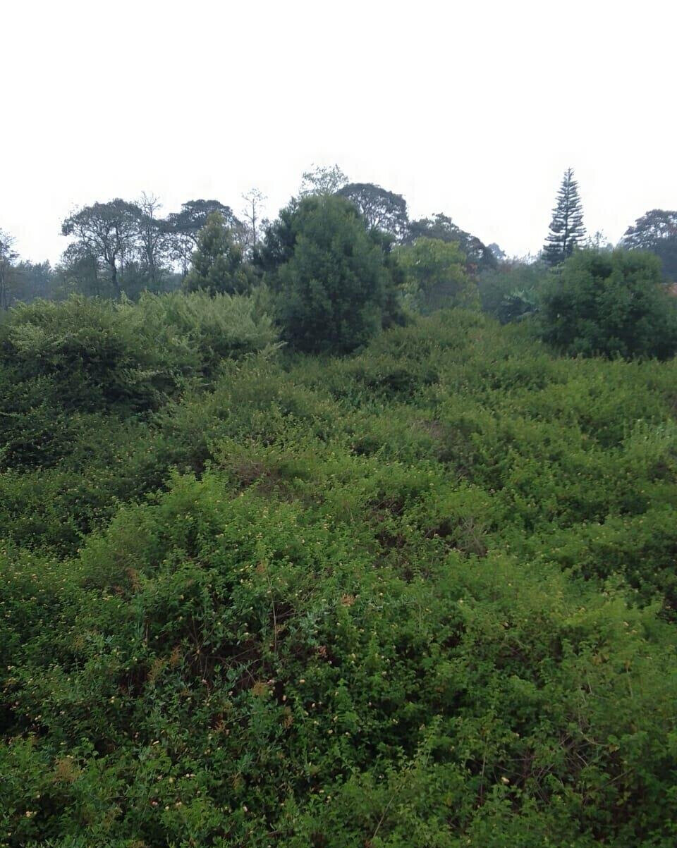21-Acre Karen Land at KSh 70M