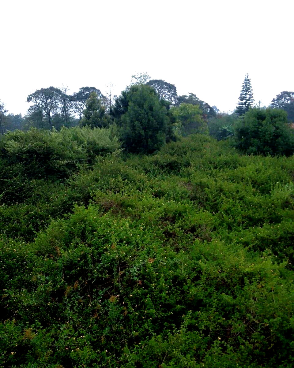 21-Acre Karen Land at KSh 70M