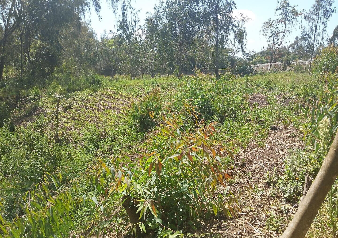 Half Acre Garden Plot in Karen