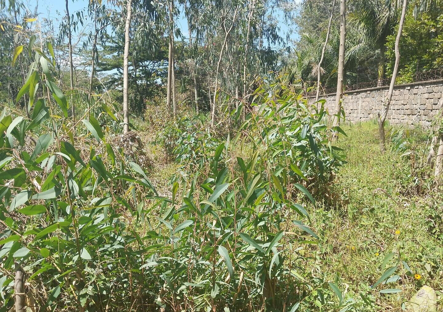 Half Acre Garden Plot in Karen