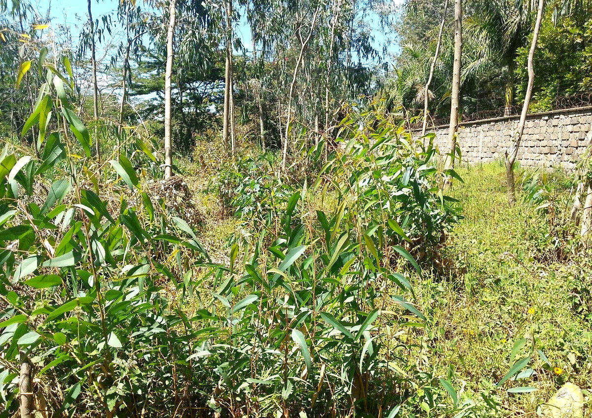 Half Acre Garden Plot in Karen