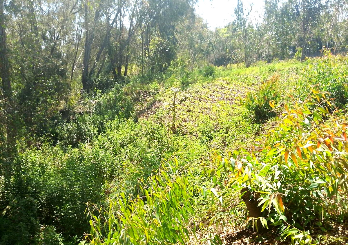 Half Acre Garden Plot in Karen