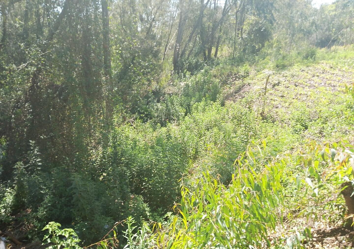 Half Acre Garden Plot in Karen