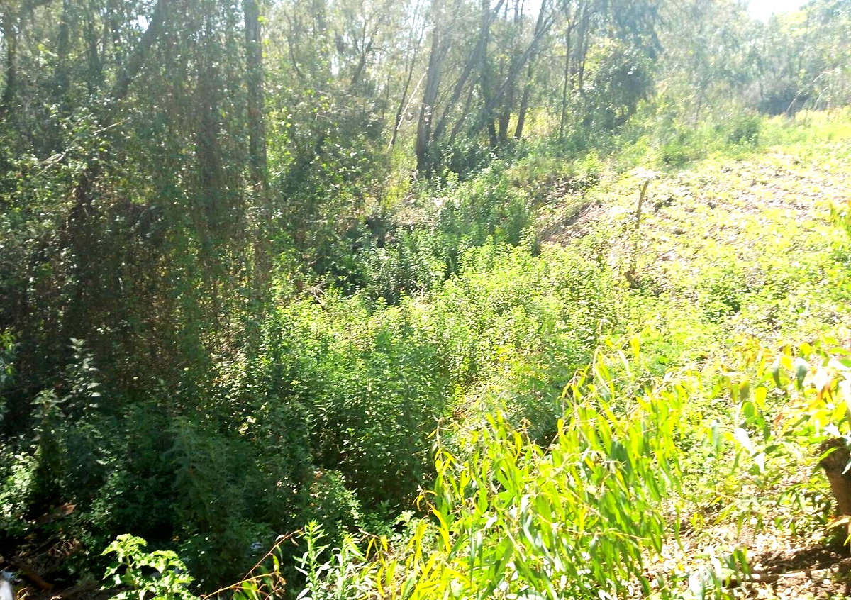 Half Acre Garden Plot in Karen