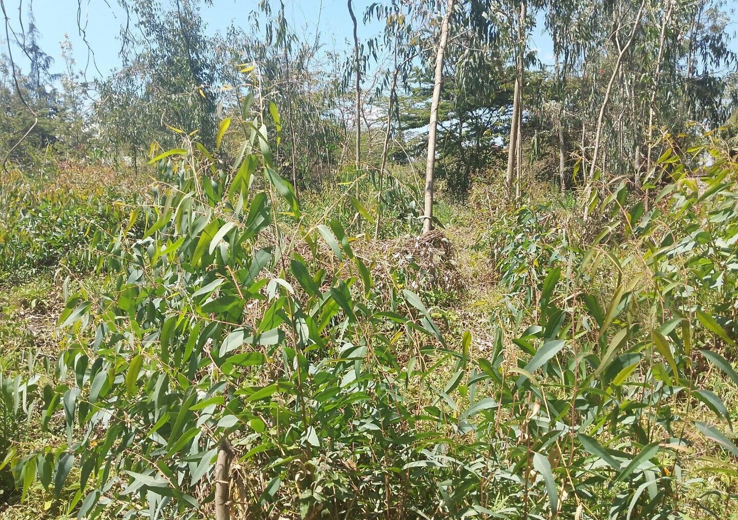 Half Acre Garden Plot in Karen