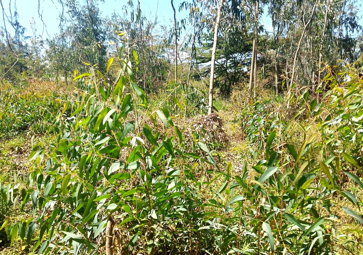 Half Acre Garden Plot in Karen