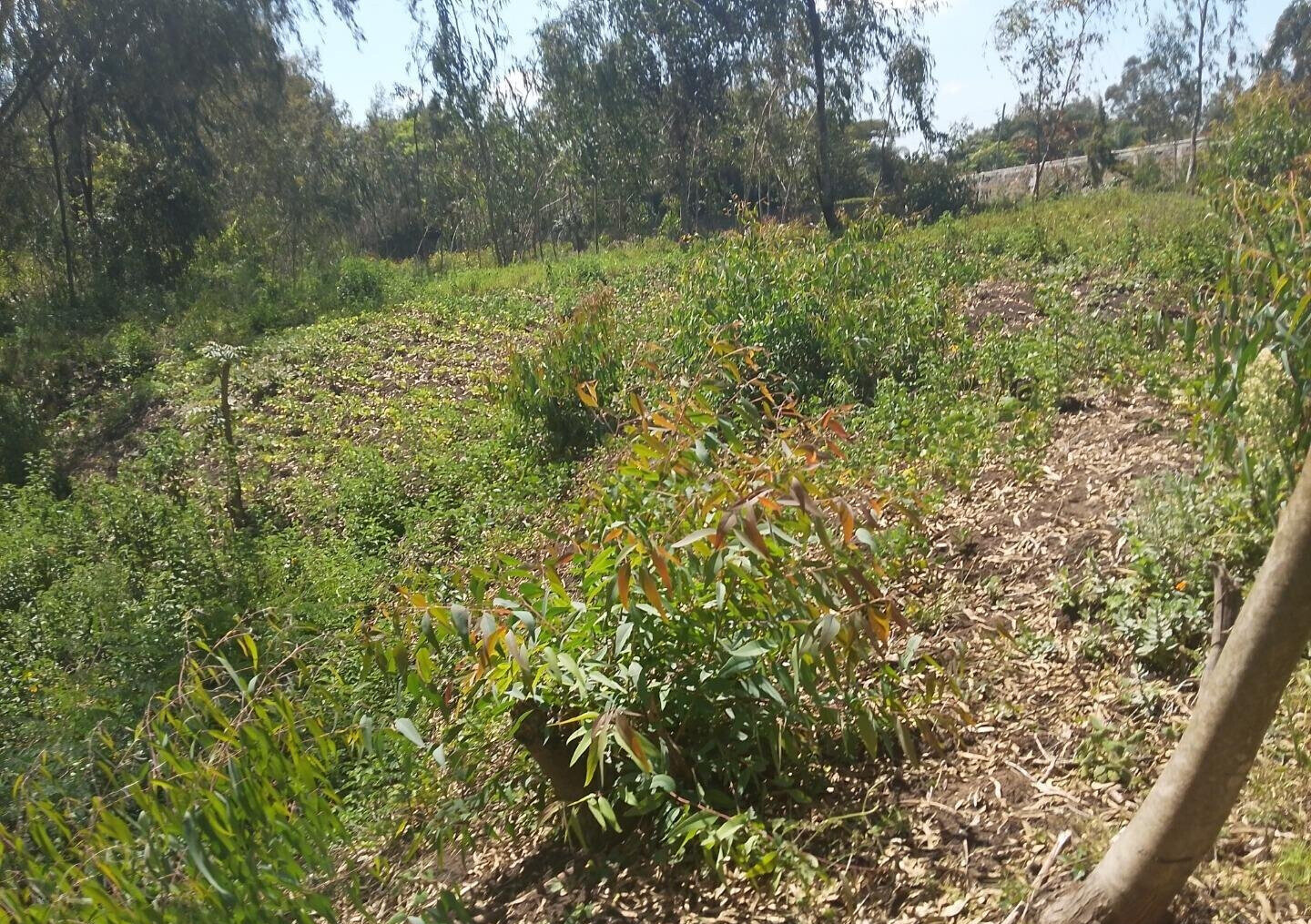 Half Acre Garden Plot in Karen