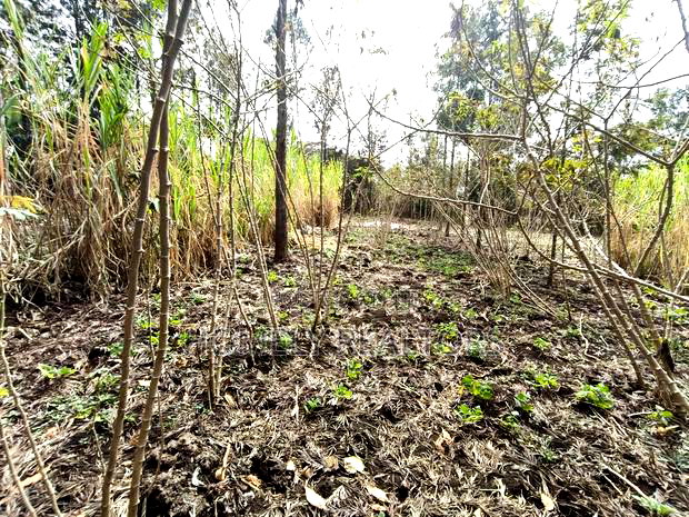 Quarter Acre Plot for Sale in Ngong, Matasia Merisho Naer Tarmac
