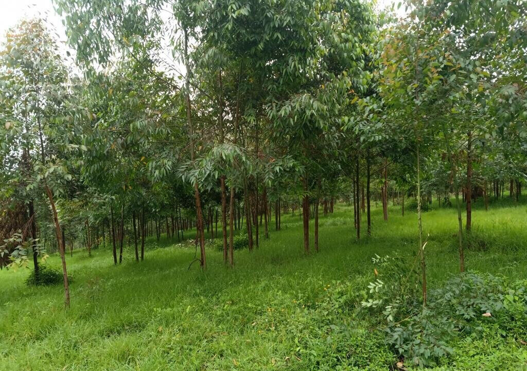 25-Acre Land with River Frontage